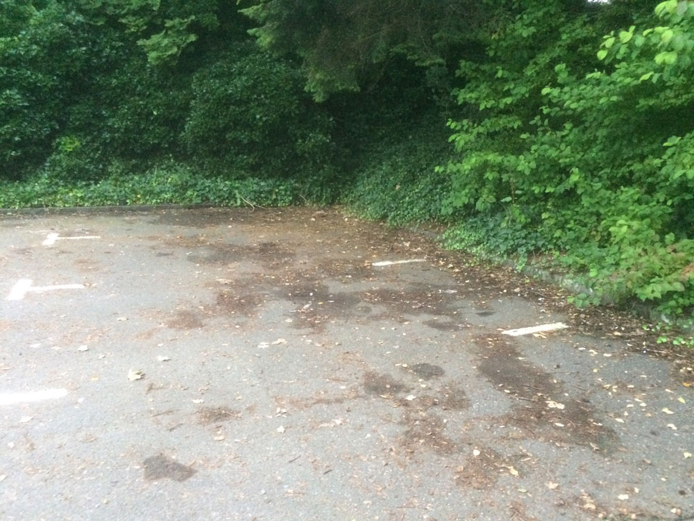 Completing the August litter pick at Mill Brae